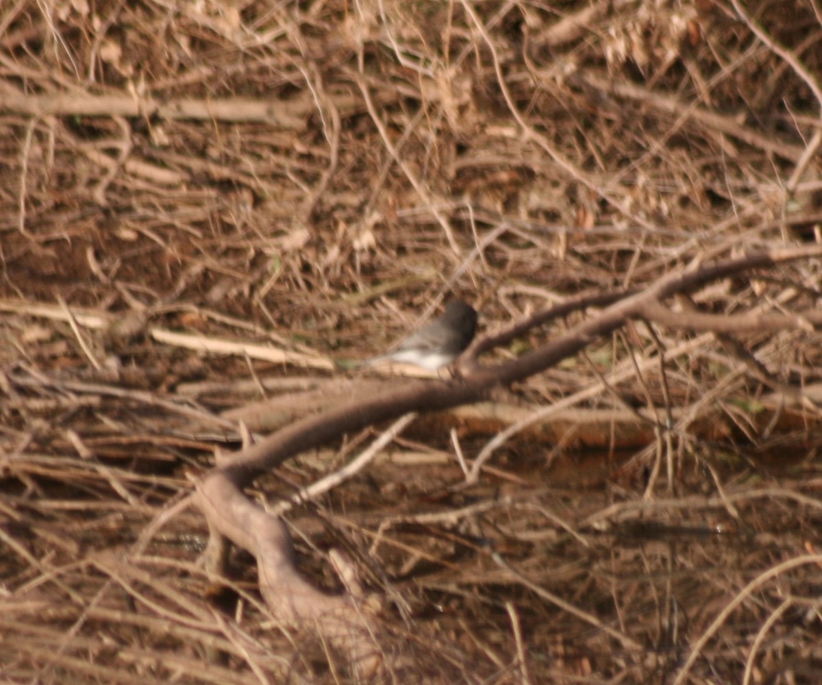 Black Phoebe - ML72562251