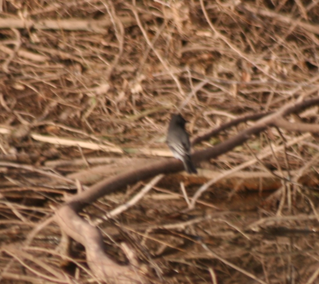 Black Phoebe - ML72562301