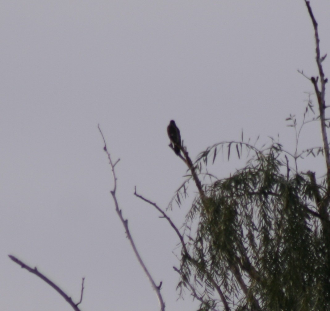 American Robin - ML72562961