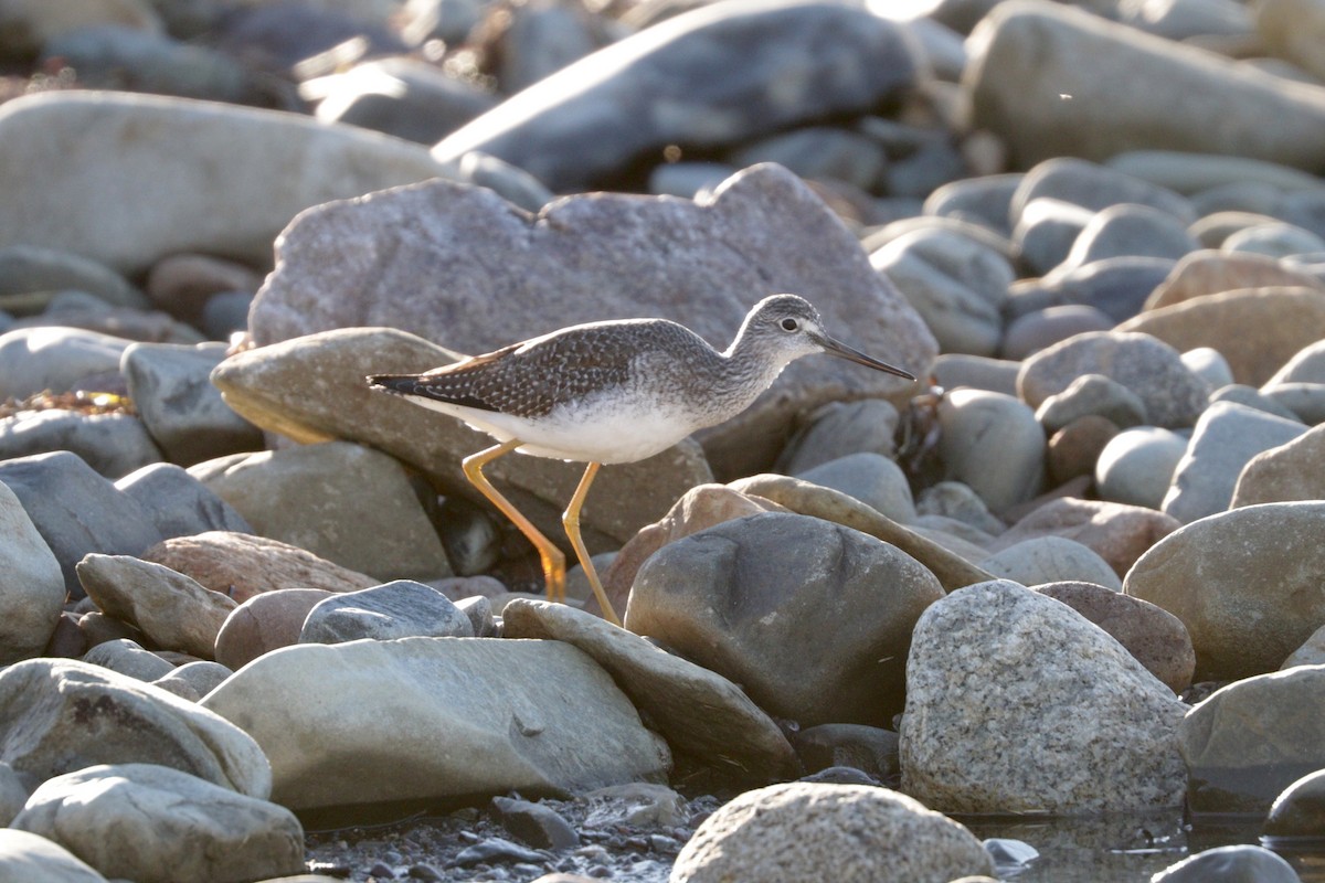 Greater Yellowlegs - Aaron Marshall
