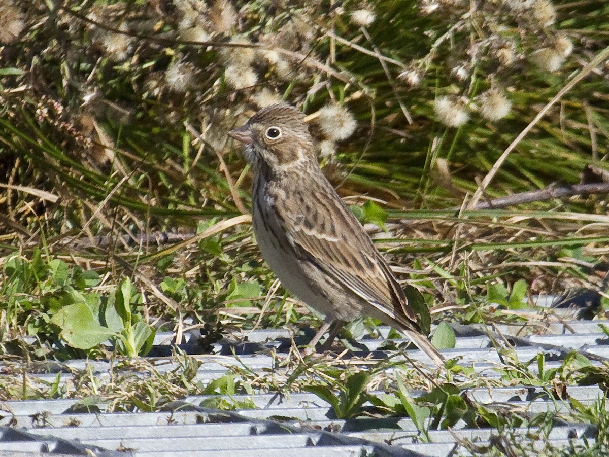 Vesper Sparrow - ML72565161