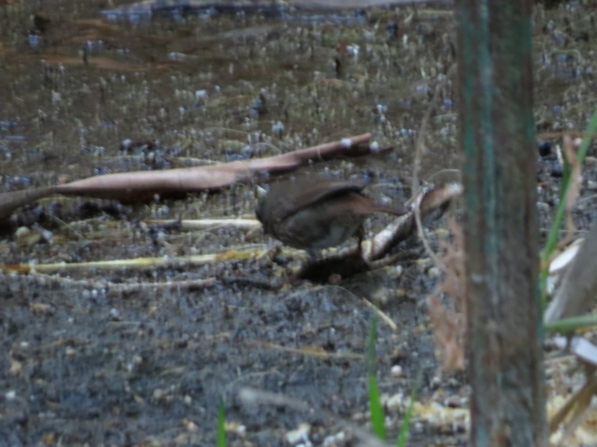 Fox Sparrow (Slate-colored) - ML72566261