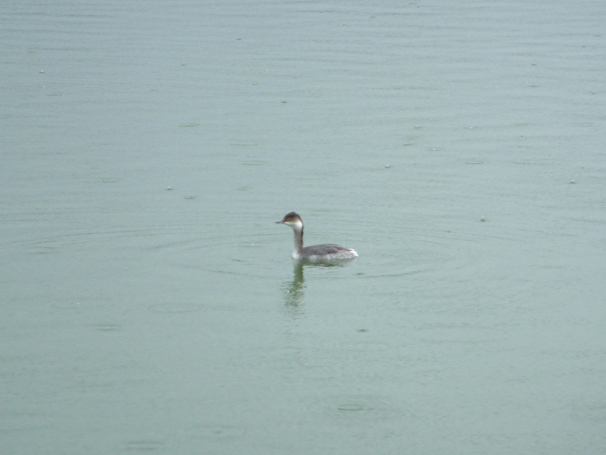 Eared Grebe - Mhairi McFarlane