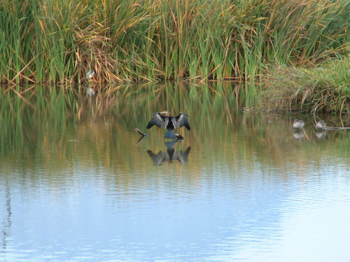 Afrika-Schlangenhalsvogel - ML72571841