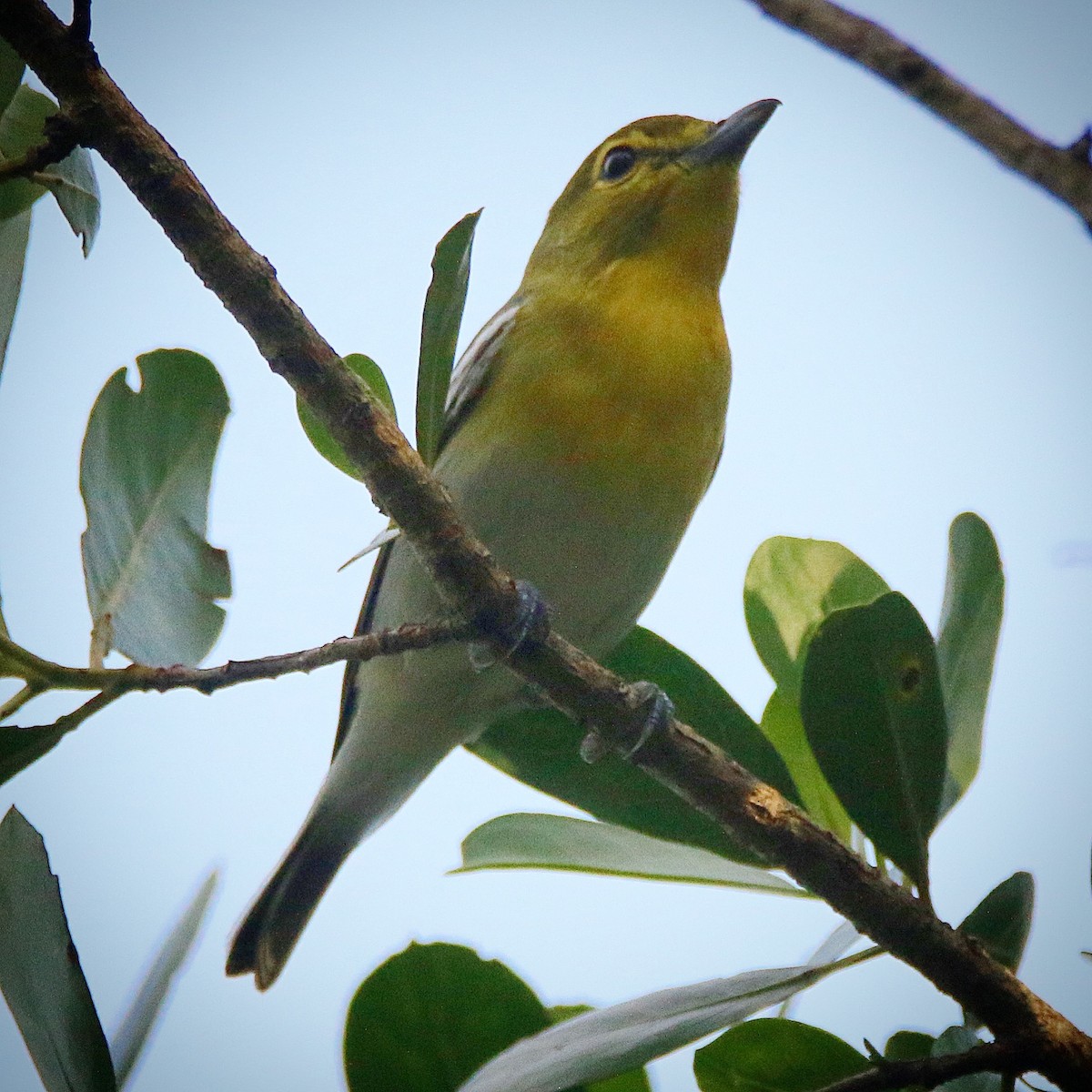 Yellow-throated Vireo - ML72572271