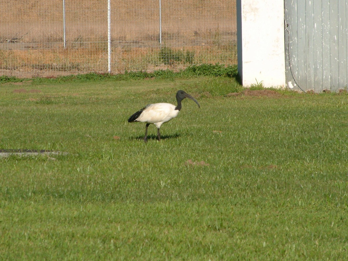 African Sacred Ibis - ML72572731