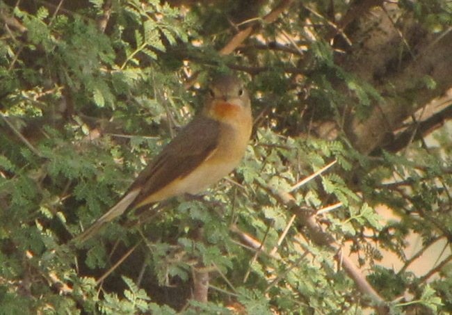 Kashmir Flycatcher - ML725743