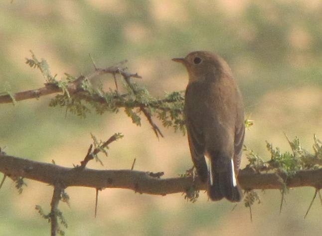 Kashmir Flycatcher - ML725745