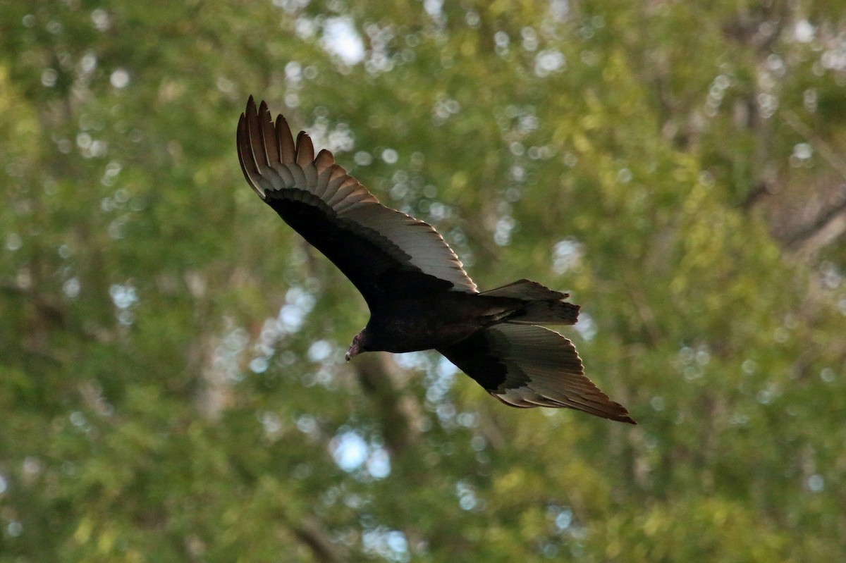 Turkey Vulture - ML72574611