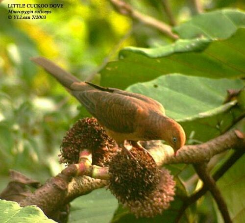 Little Cuckoo-Dove - Yen Loong Lean