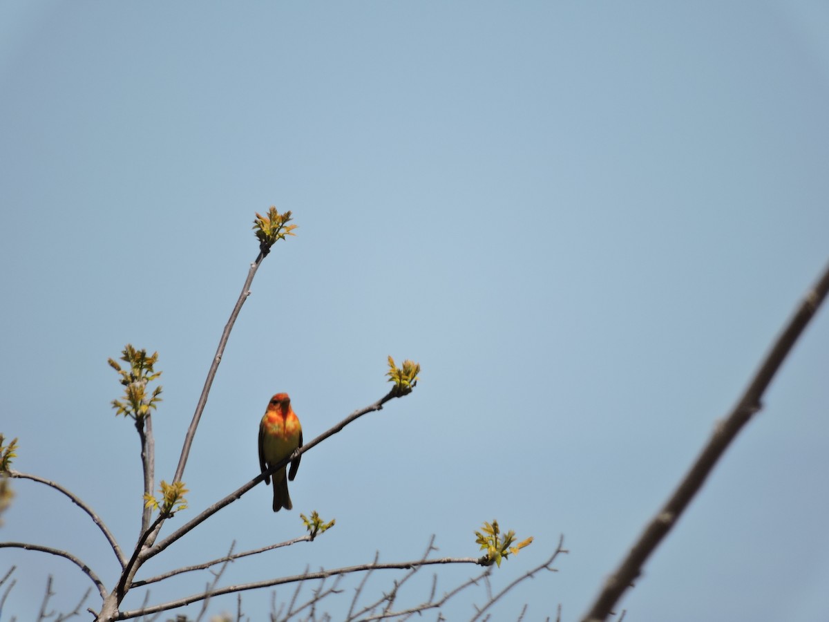 Summer Tanager - ML72574891