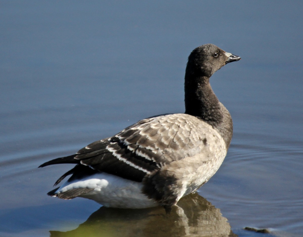 Brant - ML72574941