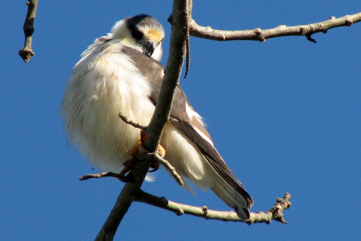 Pearl Kite - Fabricio C. Gorleri