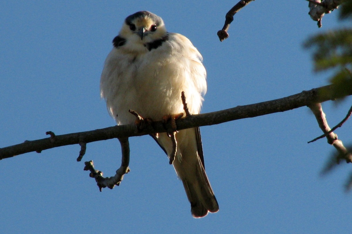 Pearl Kite - ML72578071