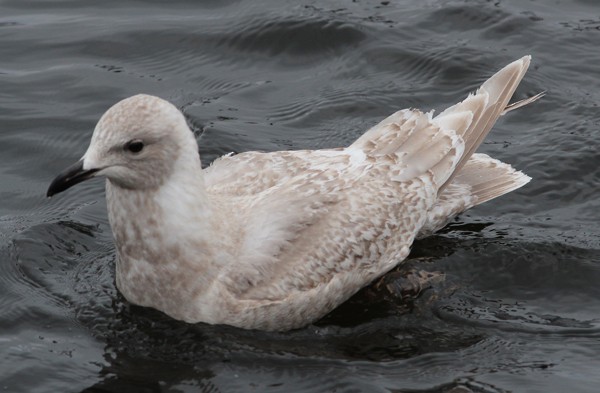 Iceland Gull - Ted Keyel