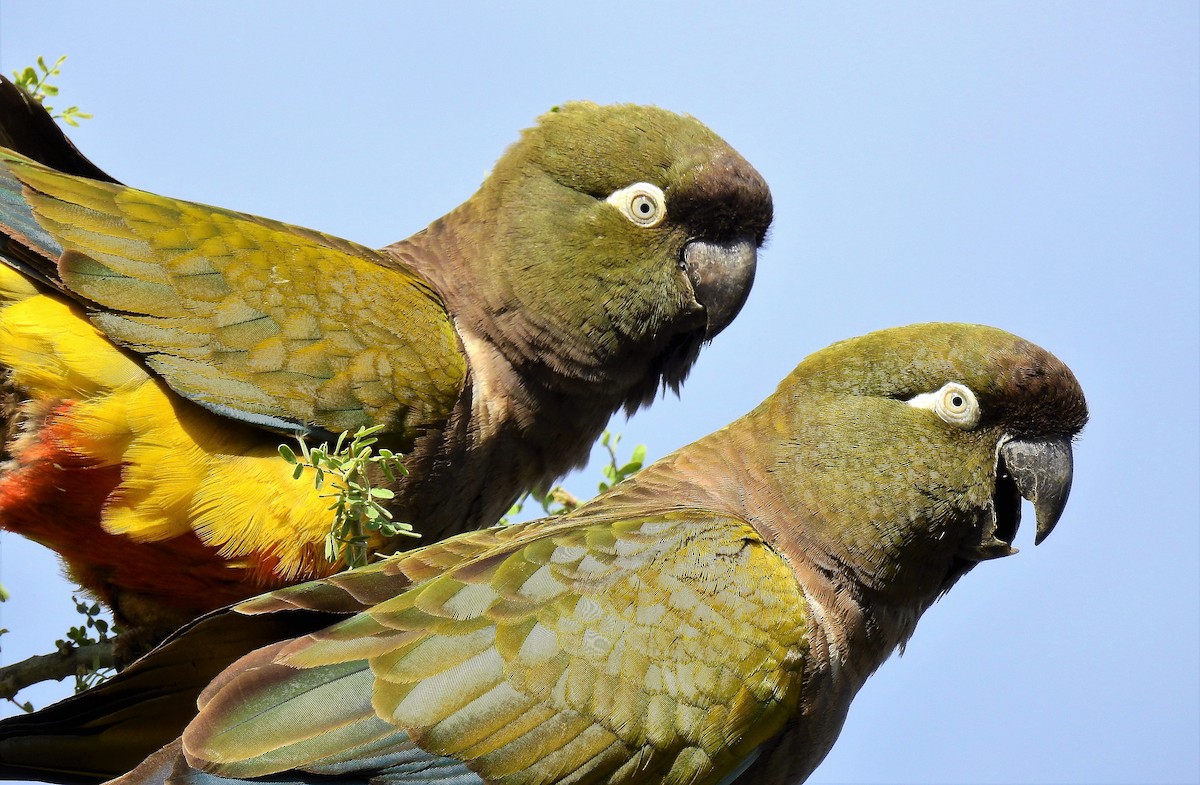 Burrowing Parakeet - ML72579851