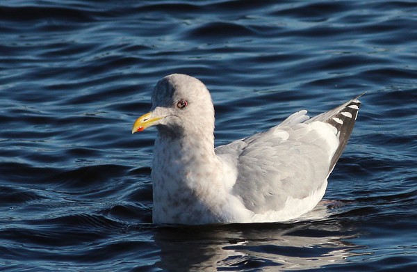 Iceland Gull (Thayer's) - Ted Keyel