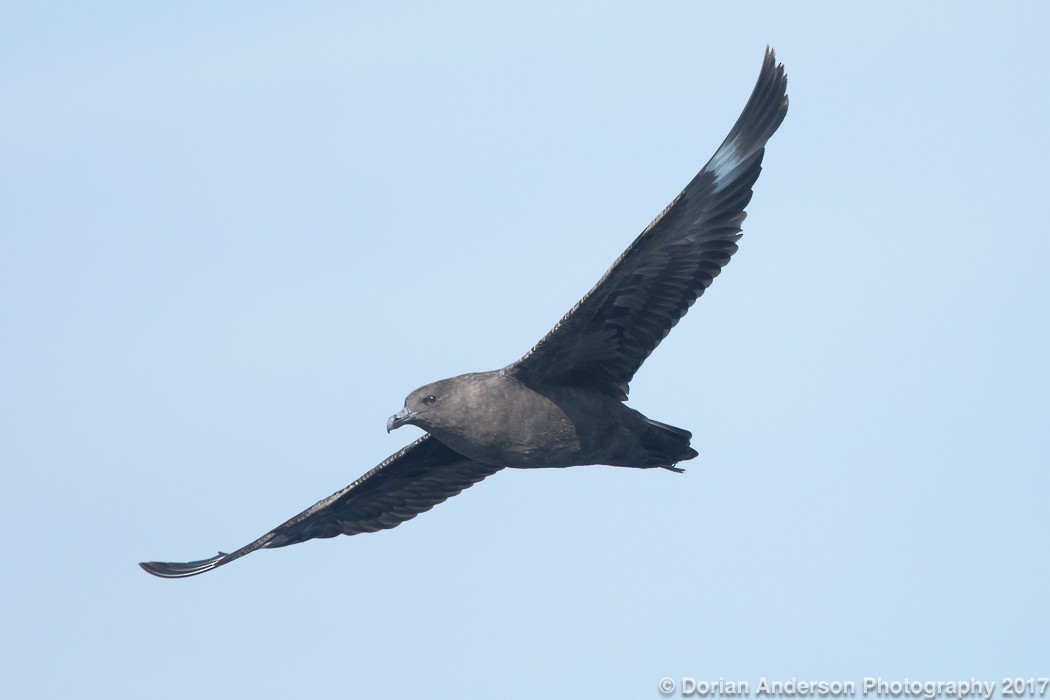 South Polar Skua - ML72580441