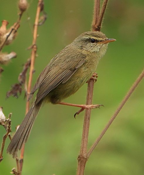 Aberrant Bush Warbler (Aberrant) - ML725810
