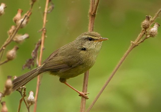 Aberrant Bush Warbler (Aberrant) - ML725811
