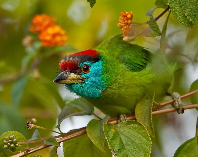 Blue-throated Barbet (Red-crowned) - ML725814