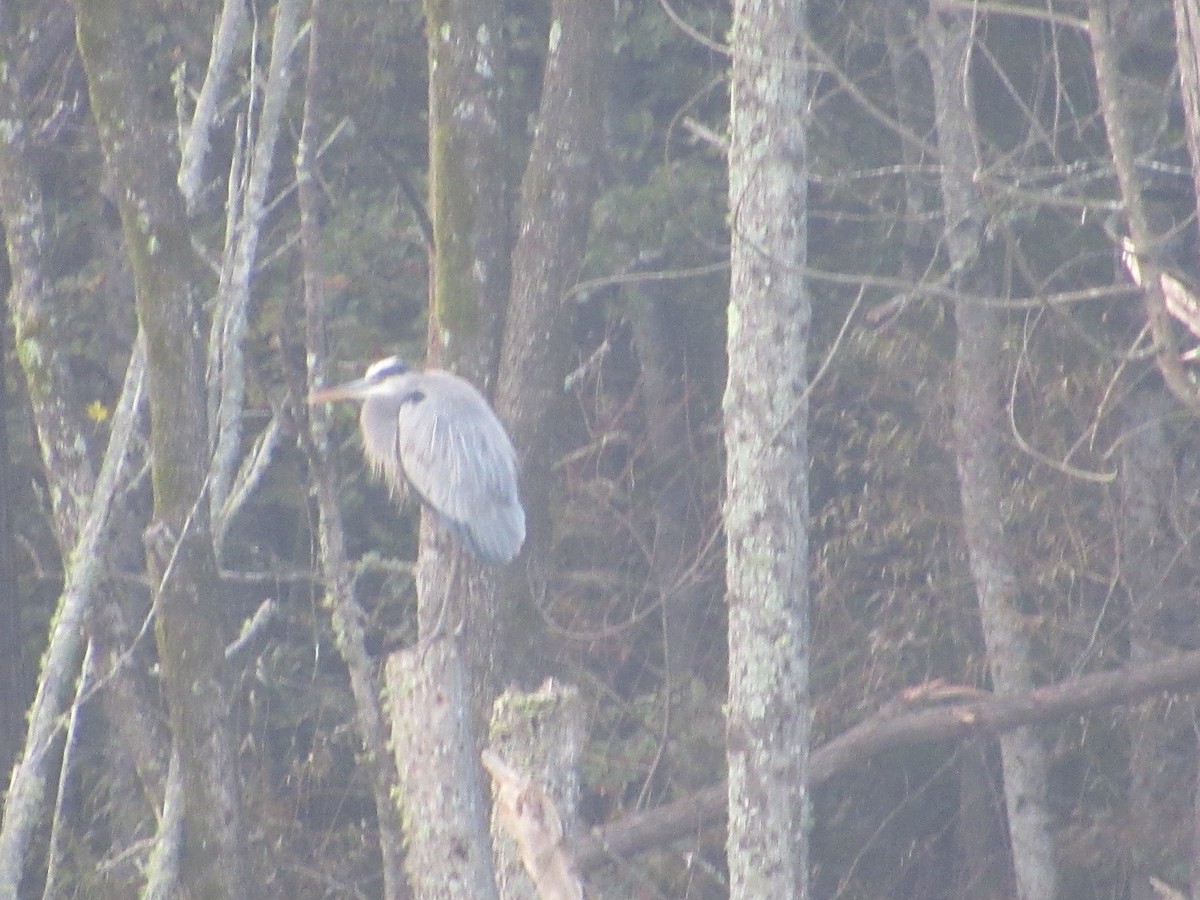 Great Blue Heron - ML72581421