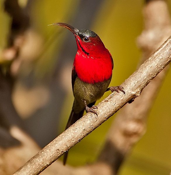 Crimson Sunbird (Goulpourah) - ML725815
