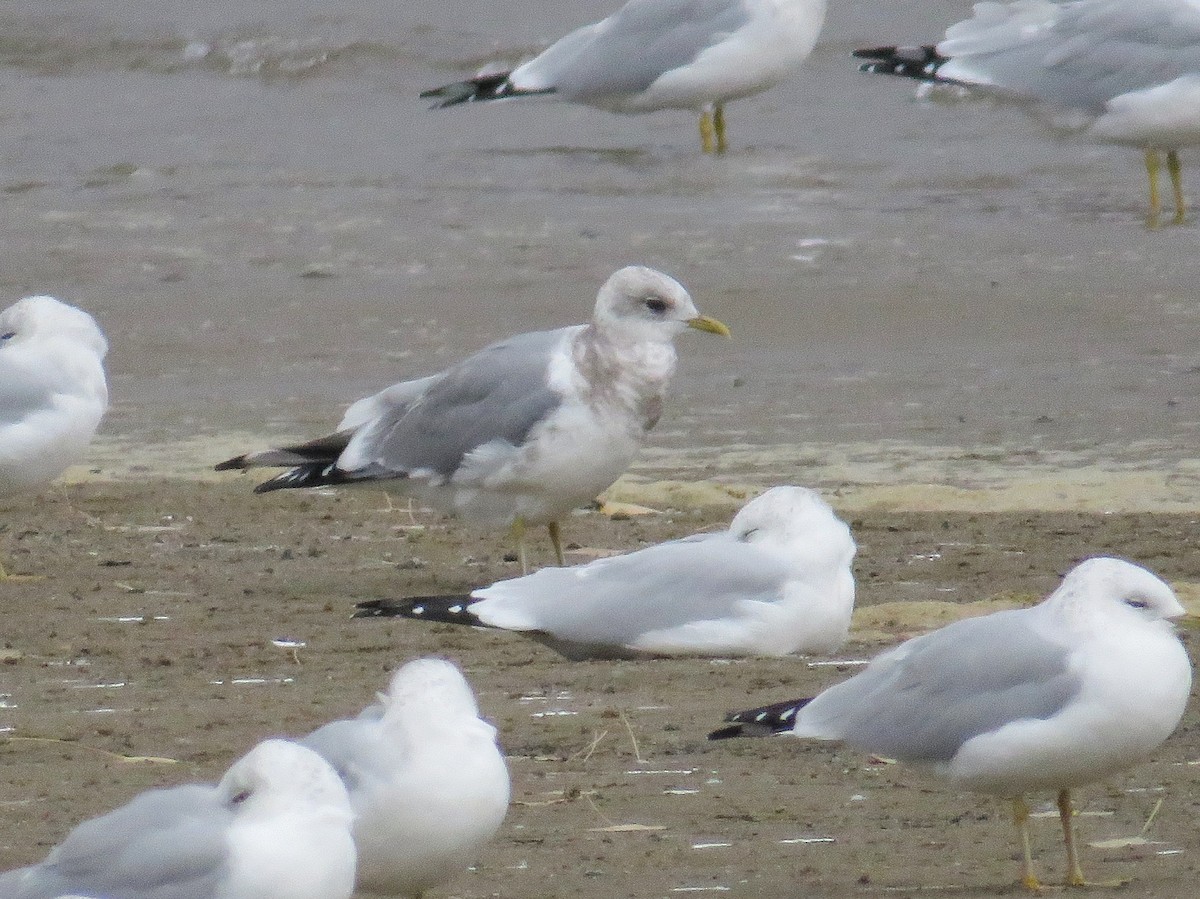 Short-billed Gull - Scott Ray