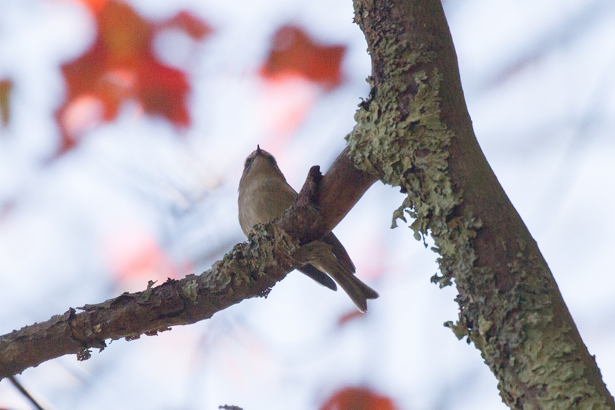 Golden-crowned Kinglet - ML72581841