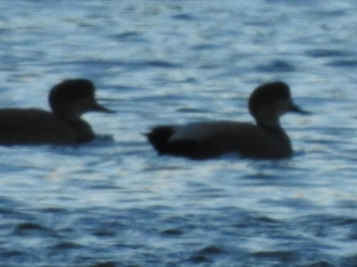 Gadwall - ML72582251