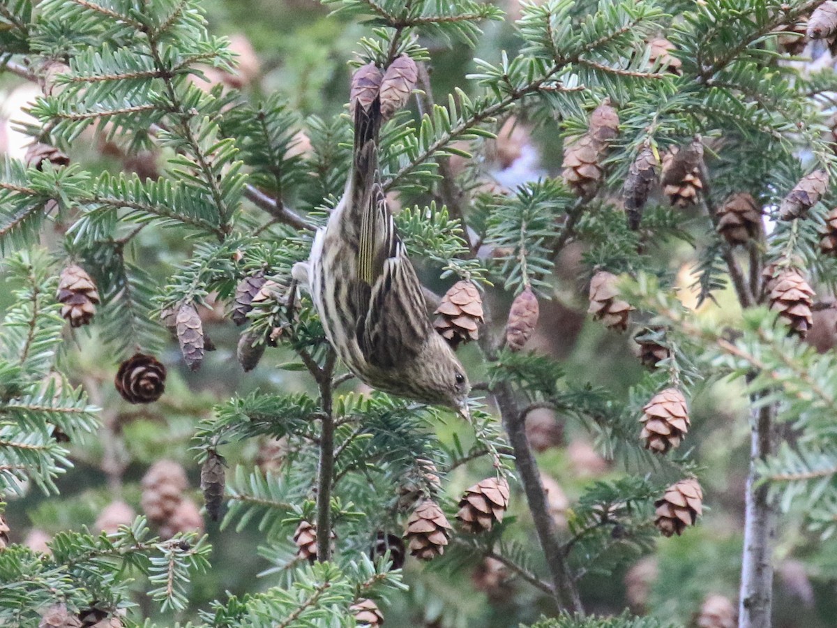 Pine Siskin - Paul Jacyk