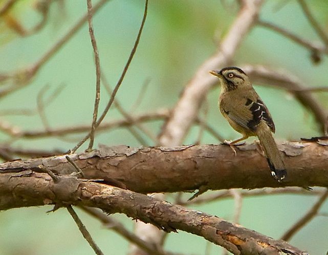 ヒゲガビチョウ（cineracea／strenua） - ML725848