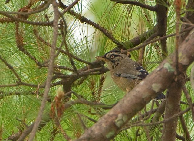 Moustached Laughingthrush (Western) - ML725849