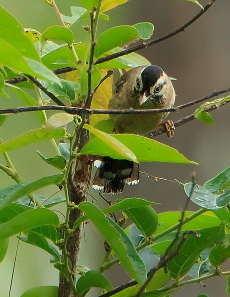 ヒゲガビチョウ（cineracea／strenua） - ML725850