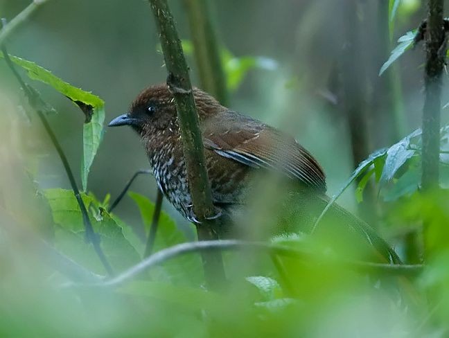 Brown-capped Laughingthrush - ML725858