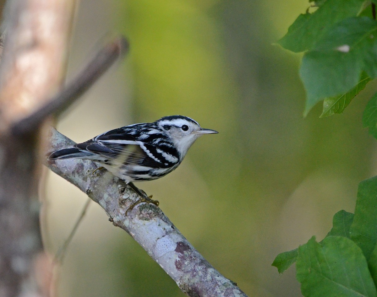Black-and-white Warbler - Jim Easton