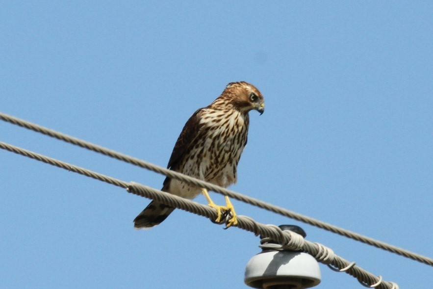 Cooper's Hawk - ML72587911