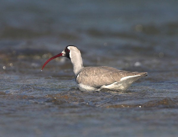 Ibisbill - Ramki Sreenivasan