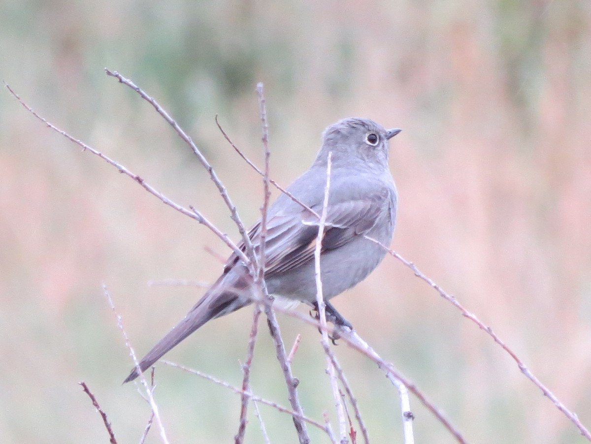 Townsend's Solitaire - ML72589061