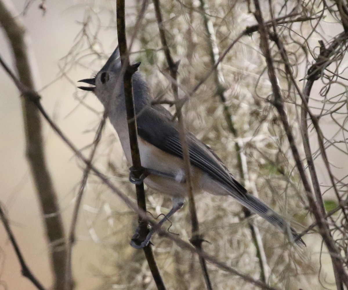 Tufted Titmouse - ML72590601