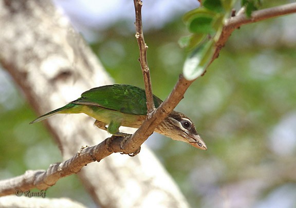 White-cheeked Barbet - Ramki Sreenivasan