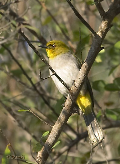 Yellow-throated Bulbul - Ramki Sreenivasan