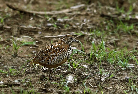 Barred Buttonquail - Ramki Sreenivasan