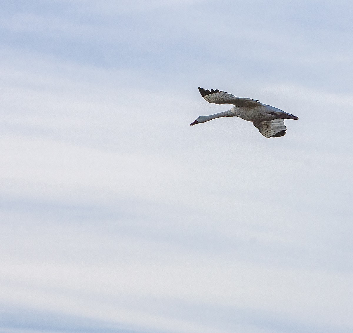 Coscoroba Swan - ML72592931