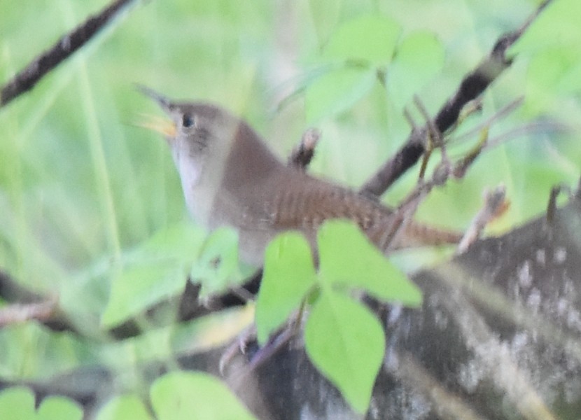 House Wren - ML72593051