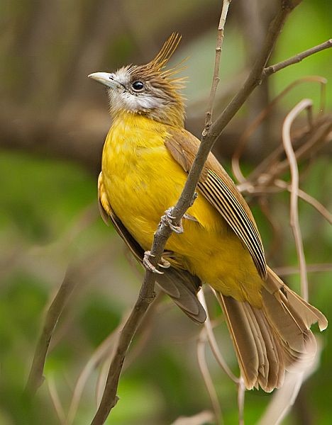 White-throated Bulbul - Ramki Sreenivasan