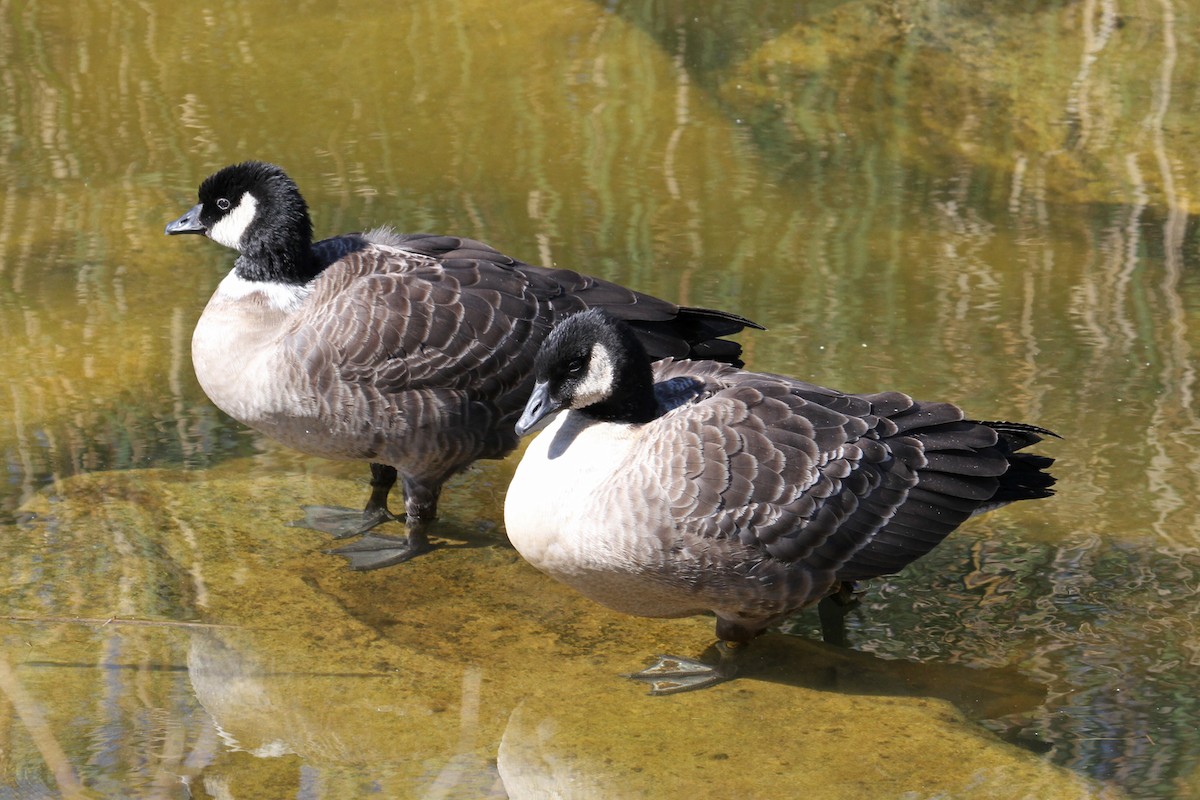 berneška malá (ssp. leucopareia) - ML72594721