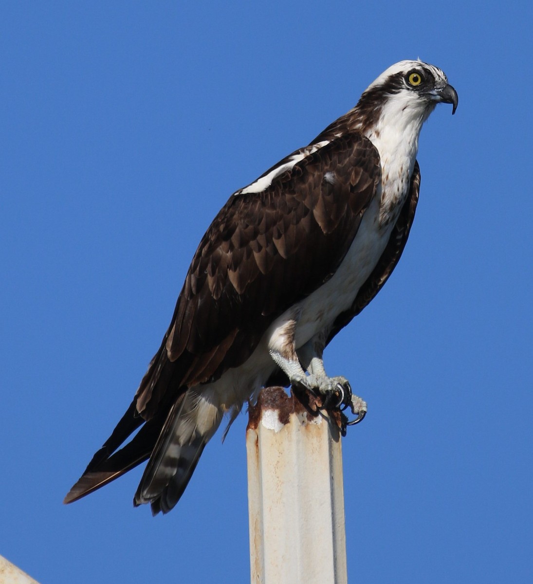 Osprey - Peter Roberts