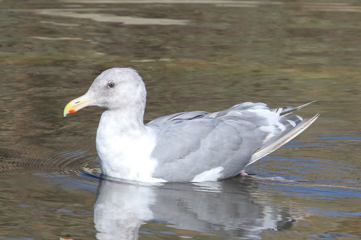 Goéland à ailes grises - ML72594921