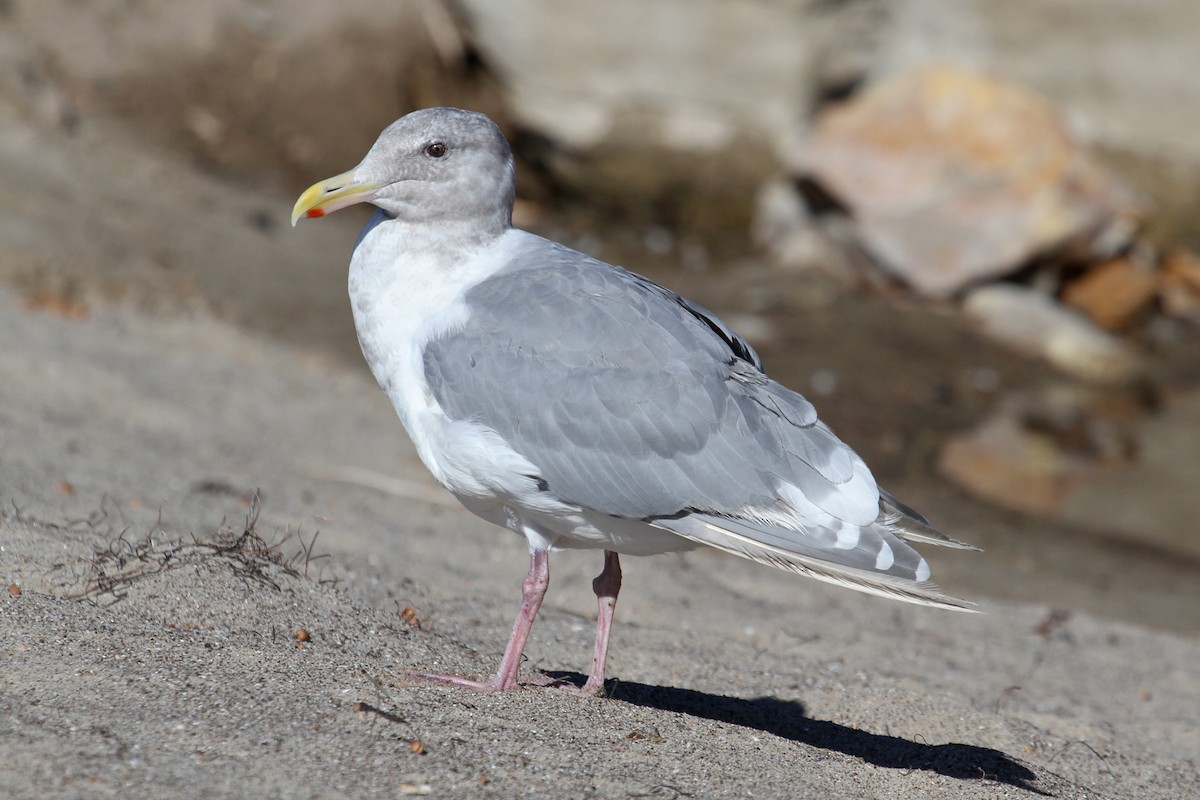 Glaucous-winged Gull - ML72594951